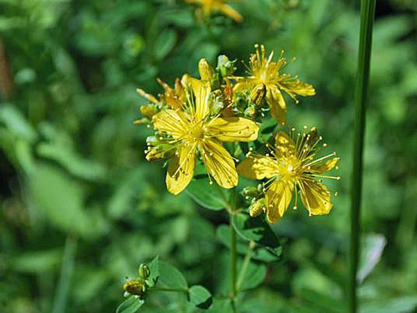 Johanniskraut von unseren Orchideen-Züchter Franz Glanz