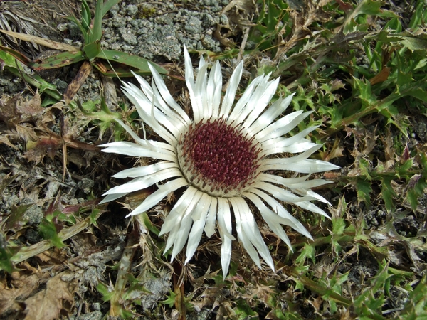 Silber-Distel am Wegesrand