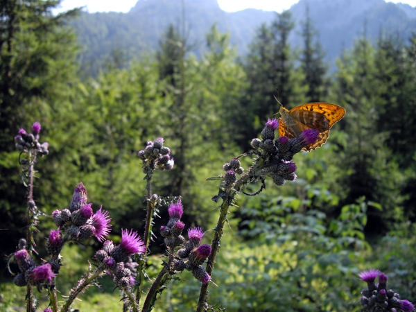 Schmetterling auf Nektarsuche auf Distel-Blüte