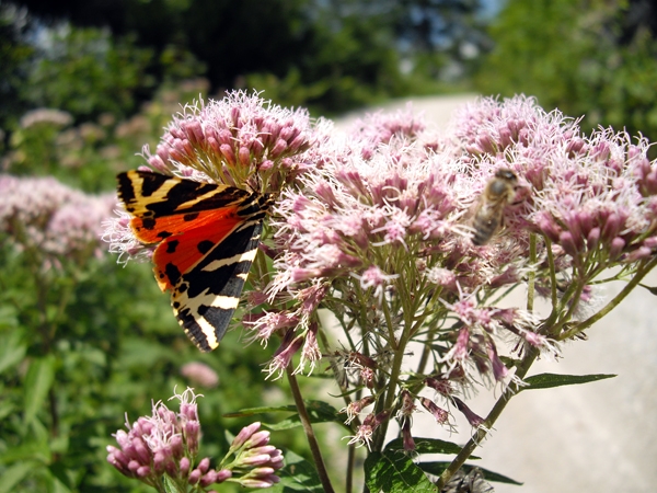 Schmetterling auf Nektarsuche