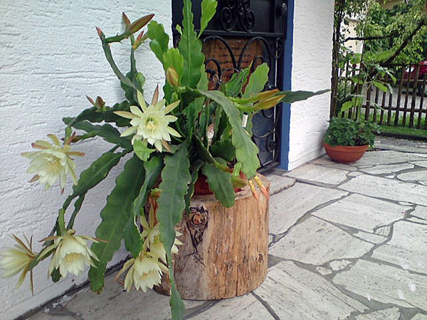 Kakteen - Blühender Kaktus auf der Terrasse